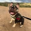 adonis_frenchie_loverboy