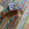 imjustacat12