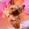 yorkieinabenz
