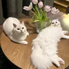 trangtrangg015