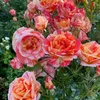 ummirose813