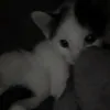 cry ?