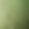 shidy_262