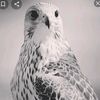 afra_al_rashed