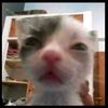 zazacatluffy