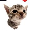elgatitolover