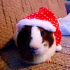 cottontheguineapig1
