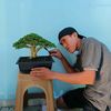 RenBonsai 88