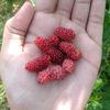 s.brnava