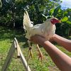 dska416gamefarm
