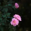 userpkt3xckv2o