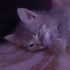 sosisochka_v_teste23