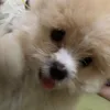 _roji5