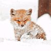 foxy_night_gard