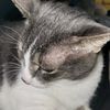 monorailcat24