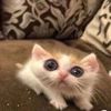 .sophk1ngfunny