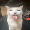 lasfow