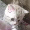 qoxziik