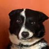kaya_thebordercollie
