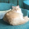 knittylitter