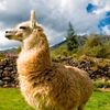 la.llama344
