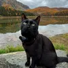 lunadventurecat