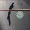 antareja_birdfarm