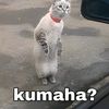 kdngklodipanggilnengok