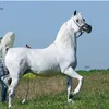 mahamad_qasab0