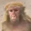olgiiuu