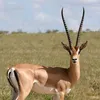 gazelle.dumaroc