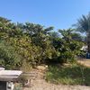 abuali.al.shihab2