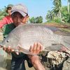 Petani Ikan Air Tawar Sukabumi