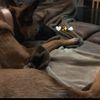 unna_la_malinoise