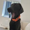 diego.the.charcoal.lab