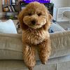 thetoyalfie