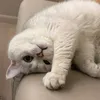 felixbaila8