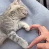 whoszsoff