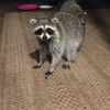 looneyracoony