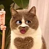 syaaly_