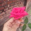 shapla_offical_123