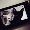aww_.x33