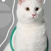 cimeow2
