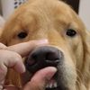 moshismonsterpoop