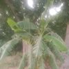 saleem44698