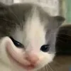 awkyfifaivn5.6