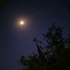 الَ||سَنا..