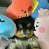 sofia_bangtanjk09