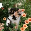 cats200412