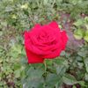 julia.babich88